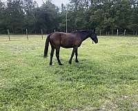 bay-hoa-horse