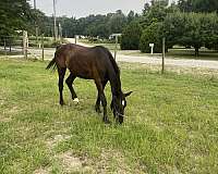 white-star-on-forehead-horse