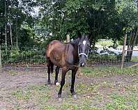 bay-white-star-on-forehead-horse