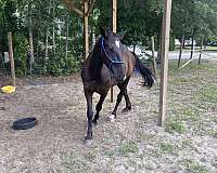 all-around-friesian-horse
