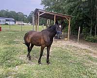 athletic-friesian-horse