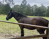 dressage-friesian-horse