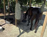 endurance-friesian-horse