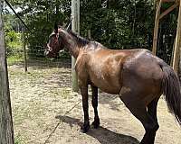 barrel-prospect-friesian-horse