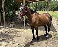 cash-offer-friesian-horse