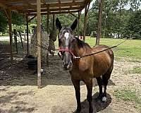english-pleasure-friesian-horse