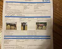 all-around-great-friesian-horse