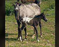 blue-roan-poa-mare