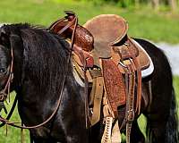 choice-pony
