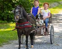 great-choice-pony