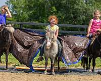 picture-pony