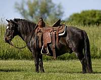 trail-ridden-pony