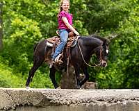 foundered-gelding