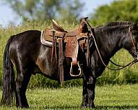 great-choice-gelding