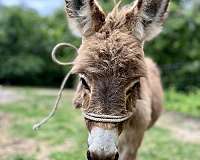 donkey-colt
