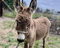 current-coggins-donkey