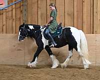 beginner-gypsy-vanner-horse