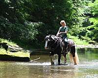 dressage-gypsy-vanner-horse