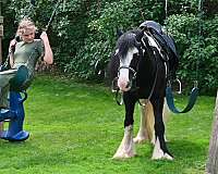 husband-safe-gypsy-vanner-horse