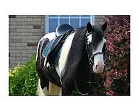 all-around-gypsy-vanner-horse