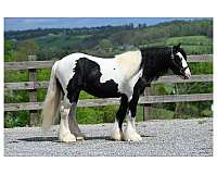 jumping-gypsy-vanner-horse