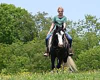 kid-safe-gypsy-vanner-horse