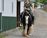 lesson-gypsy-vanner-horse
