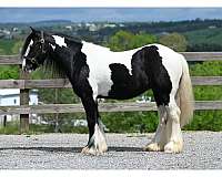 playday-gypsy-vanner-horse