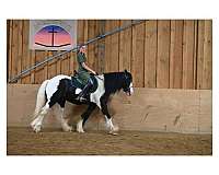 ridden-english-gypsy-vanner-horse