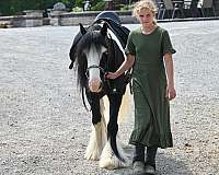 trail-gypsy-vanner-horse