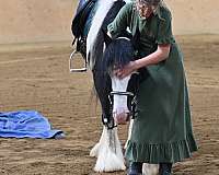 trail-riding-gypsy-vanner-horse