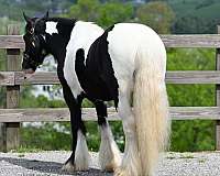 trail-class-competition-gypsy-vanner-horse