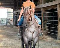 athletic-quarter-horse