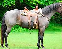 all-around-quarter-horse