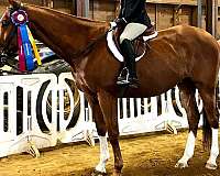 equitation-appendix-horse