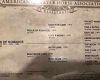 quarter-horse-mare