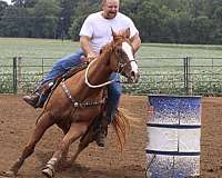 quarter-horse-for-sale