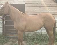 quarter-horse