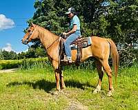 dun-halter-trail-horse