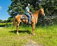flashy-quarter-horse