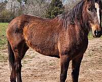 mustang-horse-for-sale
