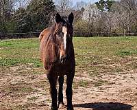 mustang-horse