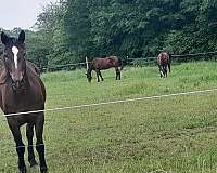 mustang-mare