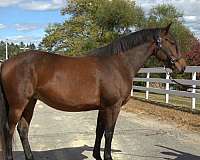 broodmare-prospect-morgan-horse