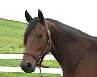 doing-well-morgan-horse