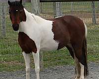 tobiano-pinto-mare-foal