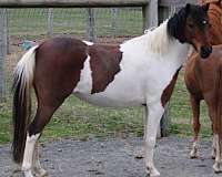 bay-amhr-mare-foal