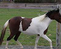 pinto-amhr-mare-foal