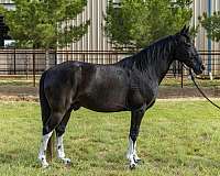 blue-roan-dark-points-horse
