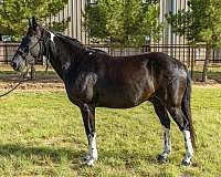 quarter-horse
